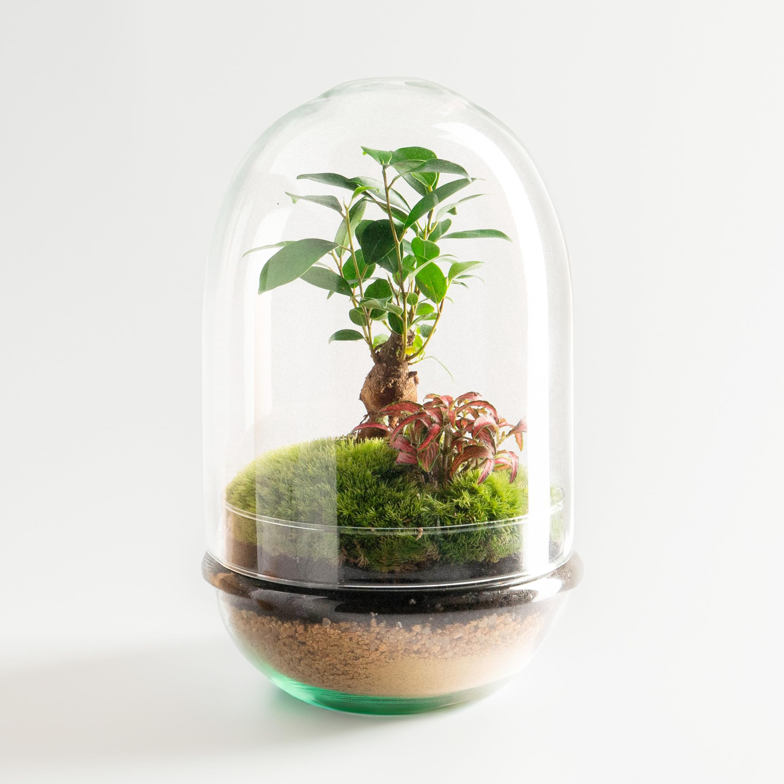 Terrario Plantas de Cristal | Recipiente con Ficus Ginseng y Fitonia | Jardín Eterno | Omotesando | Plantas Naturales | Ecosistema Natural | Jardín en un Bol | Regar una Vez al año | Natura Green