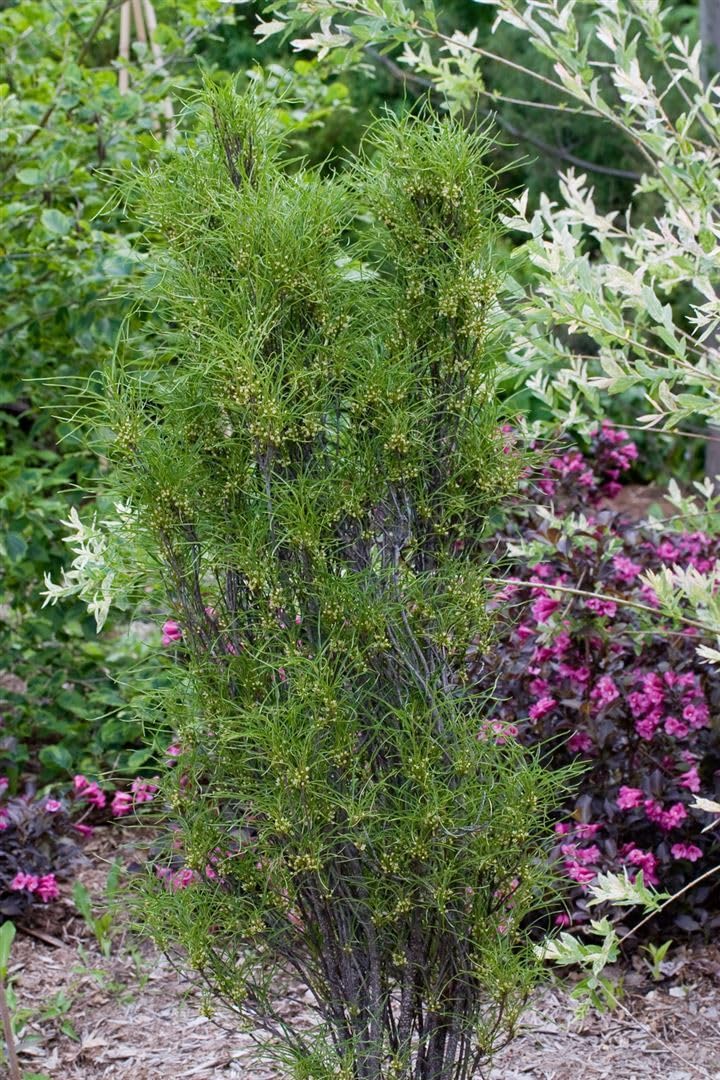 Säulen-Faulbaum Rhamnus frangula Fine Line 100-125 cm winterhart