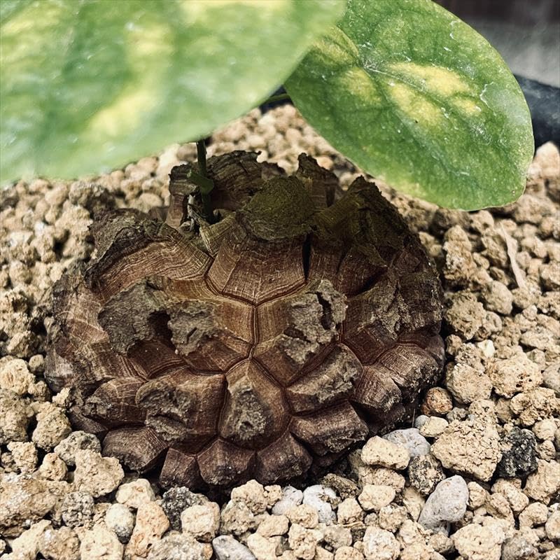 Amazon｜コーデックス：アフリカ亀甲竜*塊根幅6cm【現品をお届け