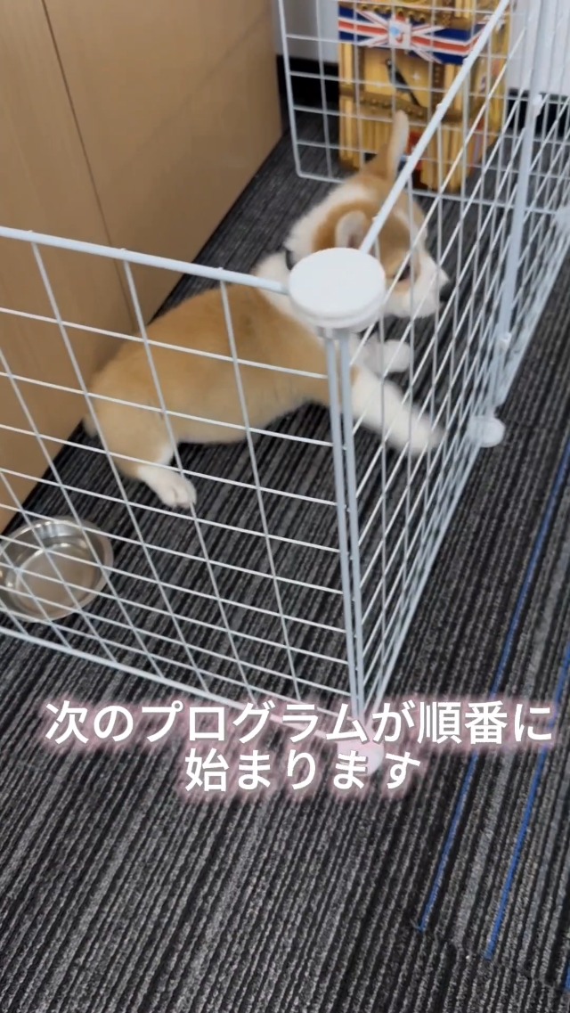 Amazon | TTFP 無駄吠え防止首輪 小中型犬専用首輪 53g超軽量 電流