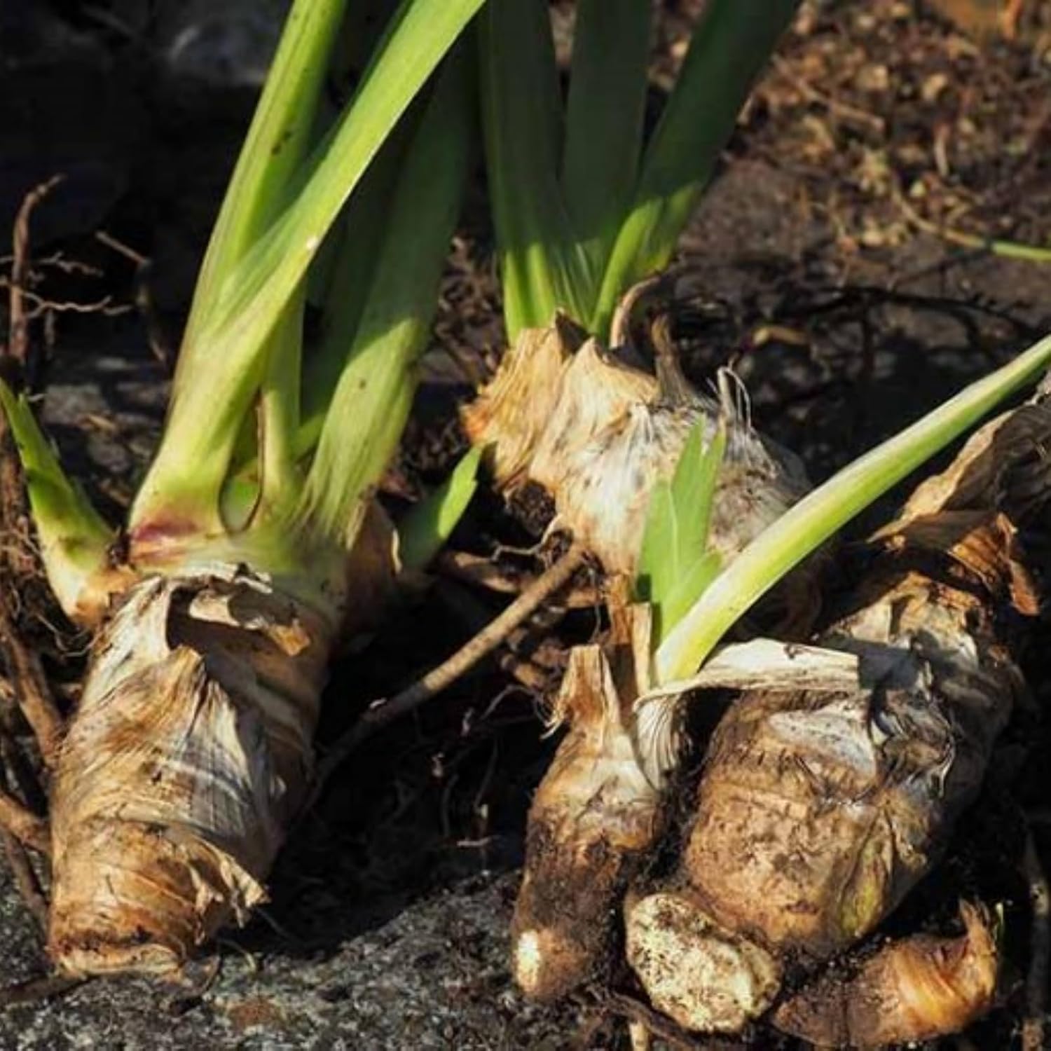 Iris, im Herbst gepflanzt, blühen im Frühjahr, sind kälteresistent und mehrjährig-4Rhizome-I-15zwiebeln-C