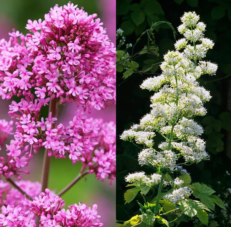 1 Pack of 100 SEEEDS Centranthus Ruber Mixed Valerian