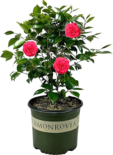 Camellia Japonica April Tryst - 3 galones - Monrovia - Arbusto perenne - Follaje verde de flores rojas y llamativas fragantes - Zonas de dureza 6-9 disponible en Yaxa Colombia