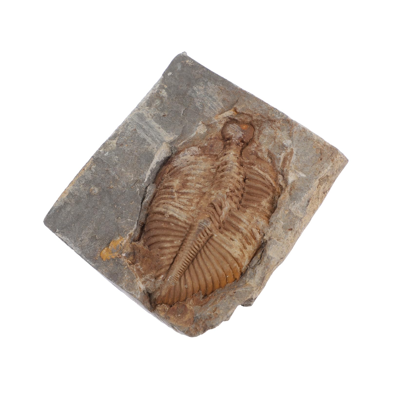 Trilobit Gesteinsprobe für Paläontologie Ausbildung Weihnachten Mottoparty