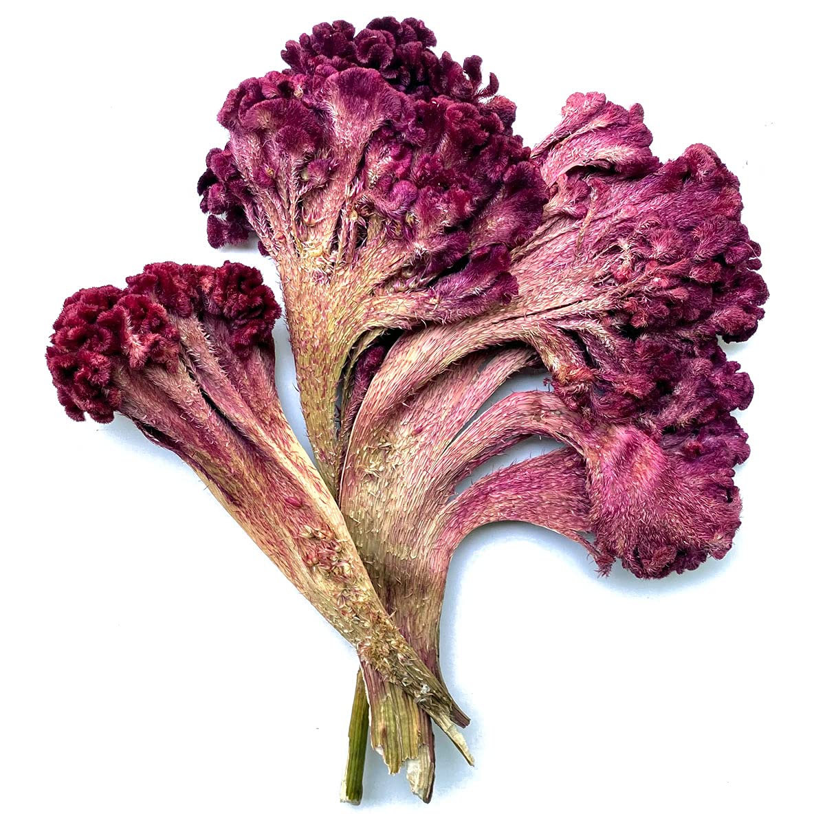 Kashmir Exotics Kashmiri Cockscomb Flower Kashmiri Mawal 100 gms (B099K1GHXC) Amazon Price History, Amazon Price Tracker