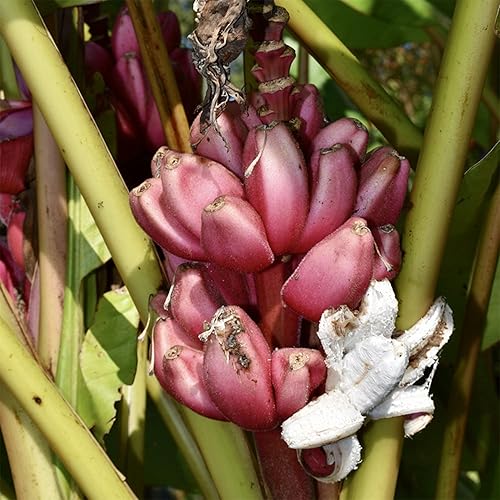 Miniatura 6 de QAUZUY GARDEN 10 semillas de plátano púrpura raras, dulces y sabrosas semillas de frutas orgánicas sin OMG para plantar el jardín en el hogar,