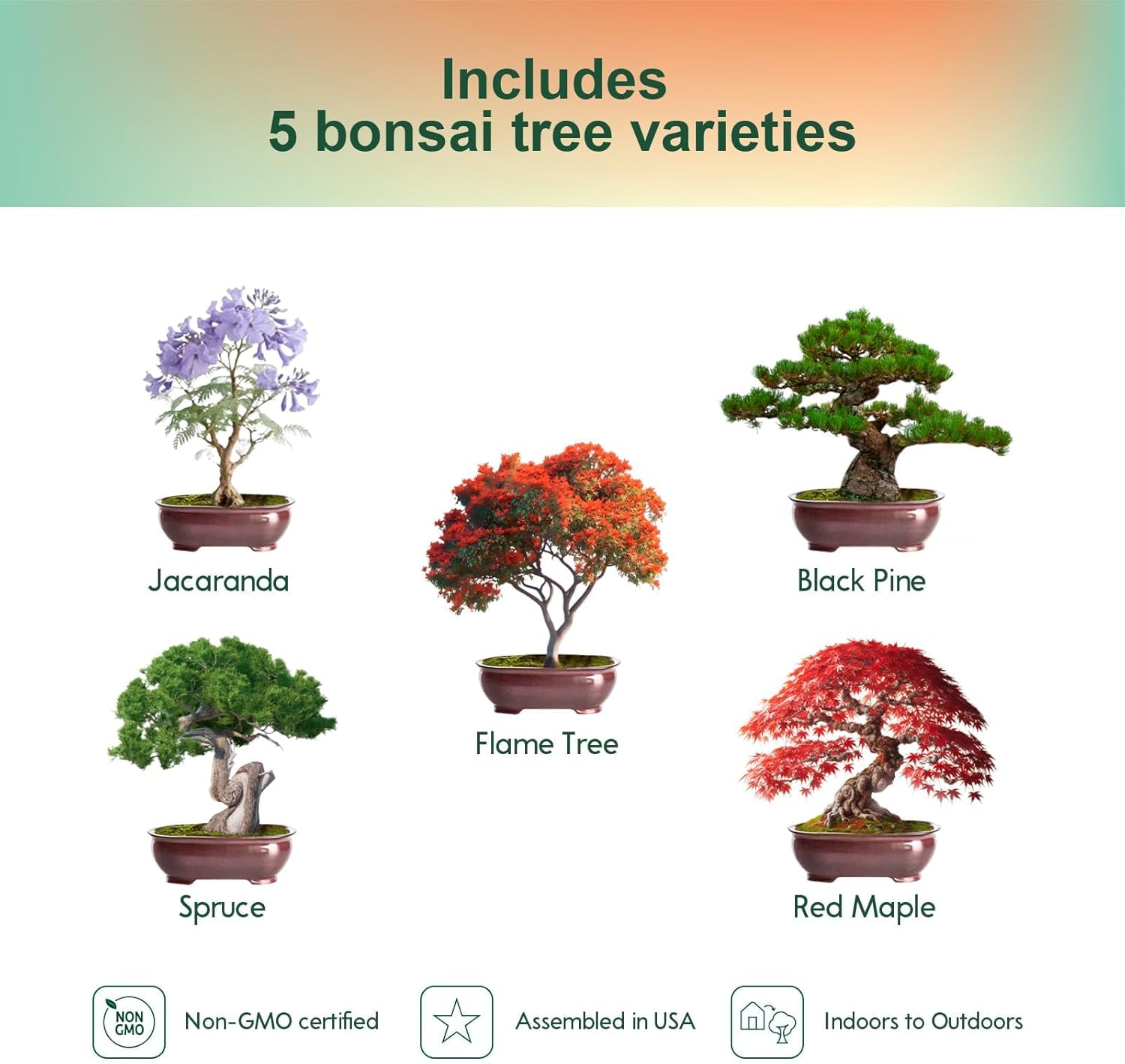 5 Pack Bonsai Tree Kit with Complete Tools, 5X Unique Seeds Bonzai Tree Live Kits, Complete Indoor Bonsai Starter Kit with Wooden Box, Perfect Christmas Garden Gift for Mom, Men, Women, Plant Lover