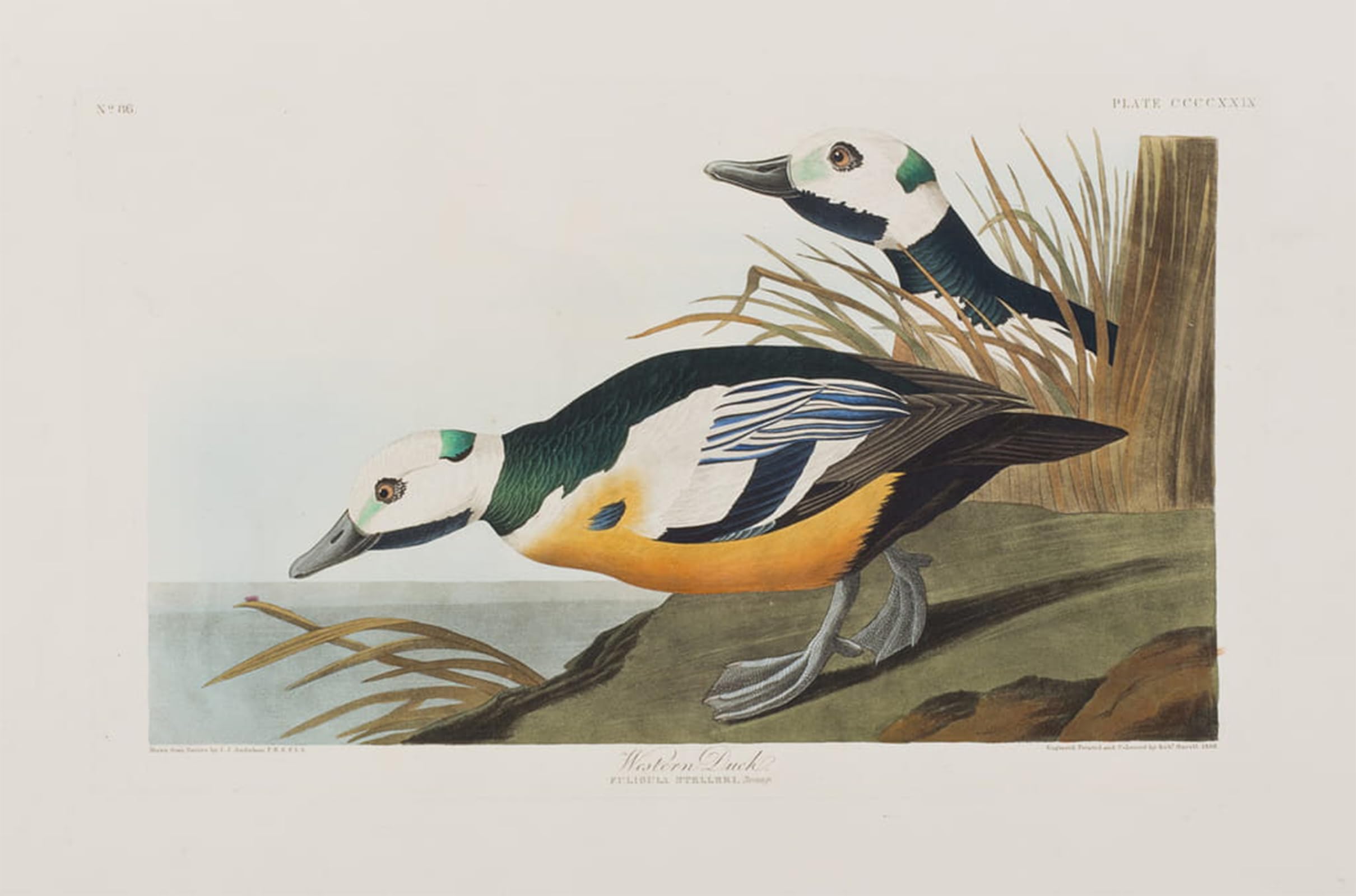 ARTXLXXBN Famous Painting Art Wall Decor Abstract Art Picture Illustration From birds of America by John Jamess Audubon Animal Pictures for Home Decor 60x90cm