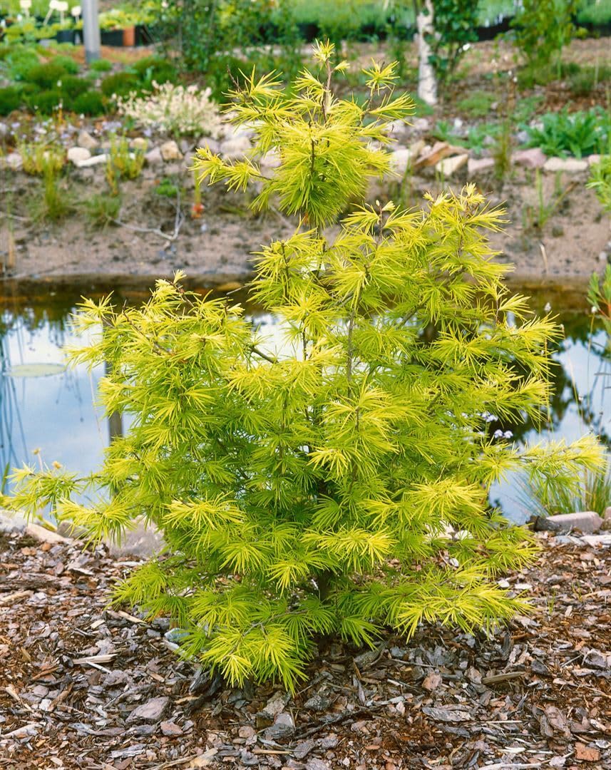 Goldlärche Pseudolarix amabilis 60-80 cm Bonsai winterhart