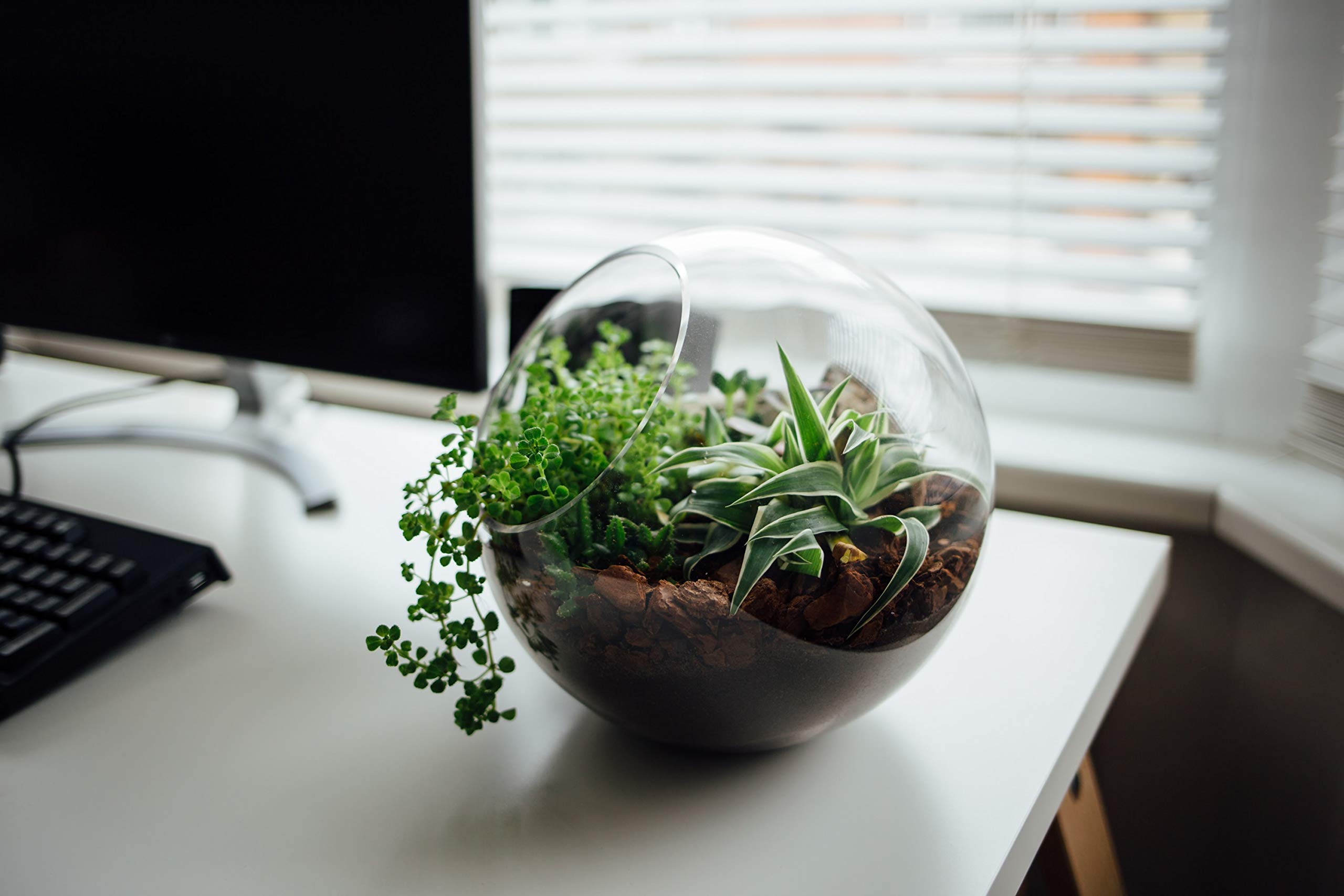 Bol En Verre Incliné Pour Terrarium | Décoration Maison | Vase à Fleurs Multiusage | Artisanat Verre Soufflé