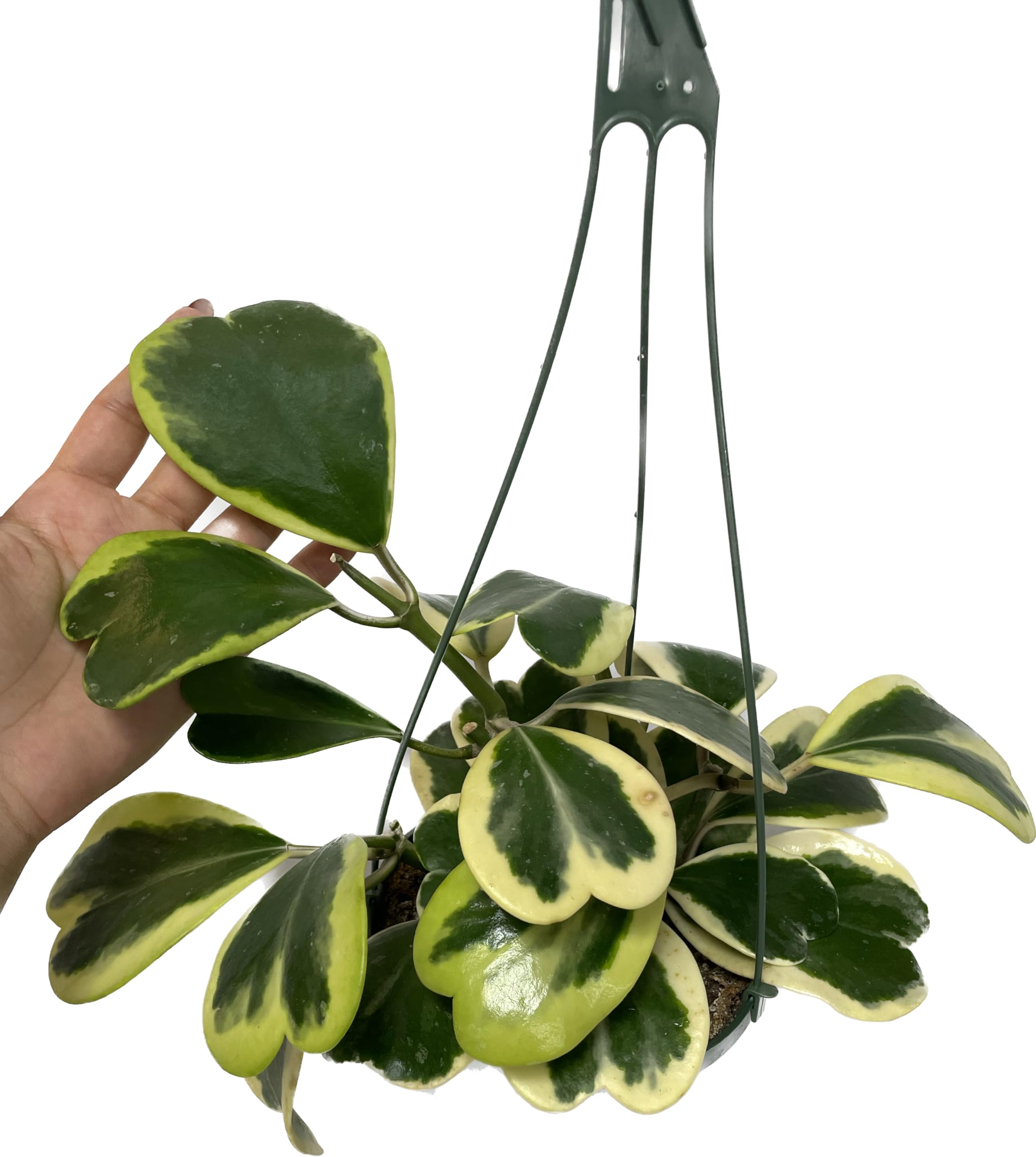 Variegated Hoya Kerrii Prime Plants California