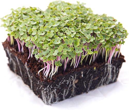 Miniatura 7 de Kale Trio Sprouting & Microgreen Mix  Contiene semillas de col rizada azul, Premier y rojas de col rizada rusa  Semillas tradicionales sin OMG