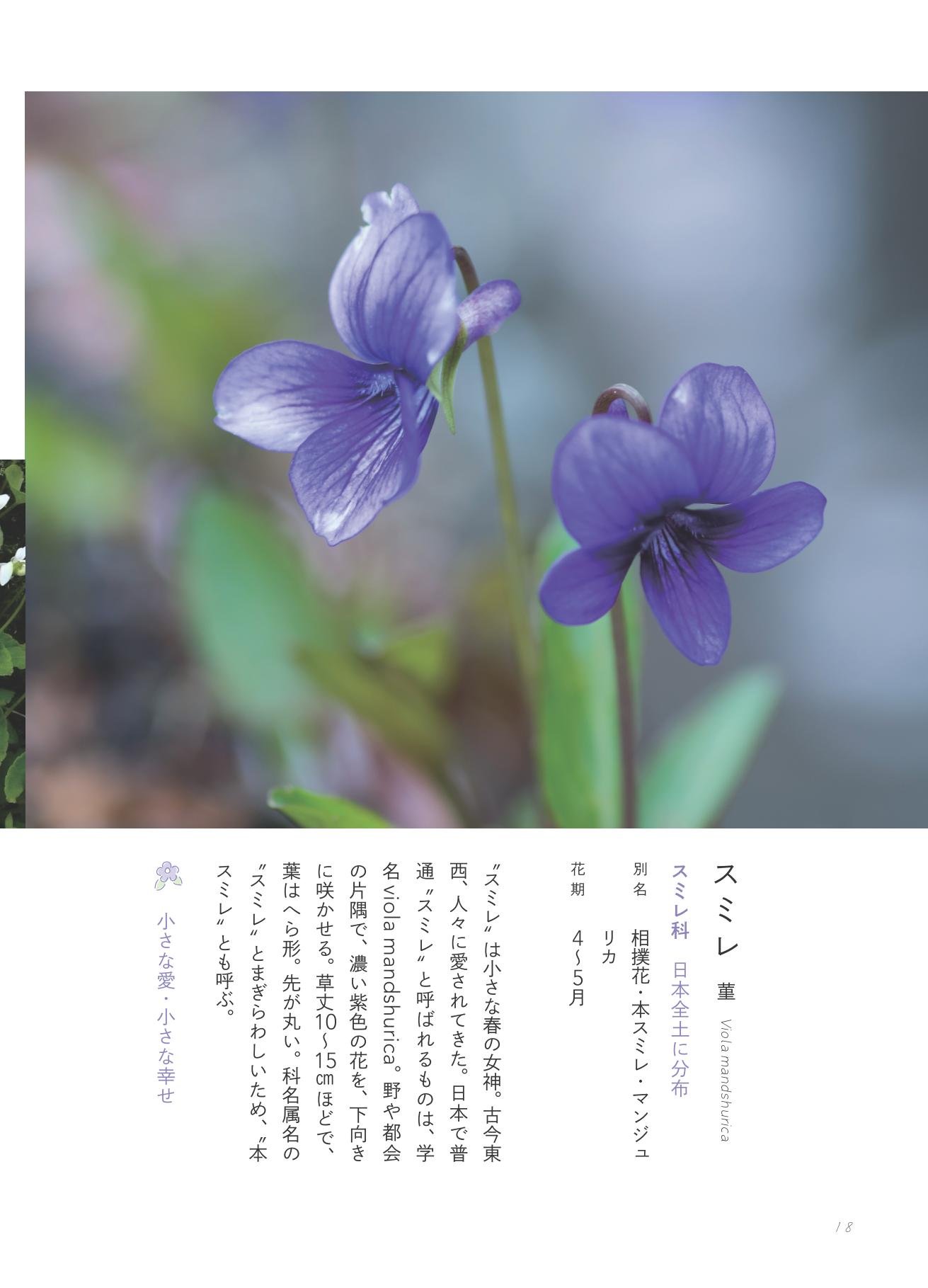 草の辞典 野の花 道の草 森乃おと ささきみえこ 本 通販 Amazon