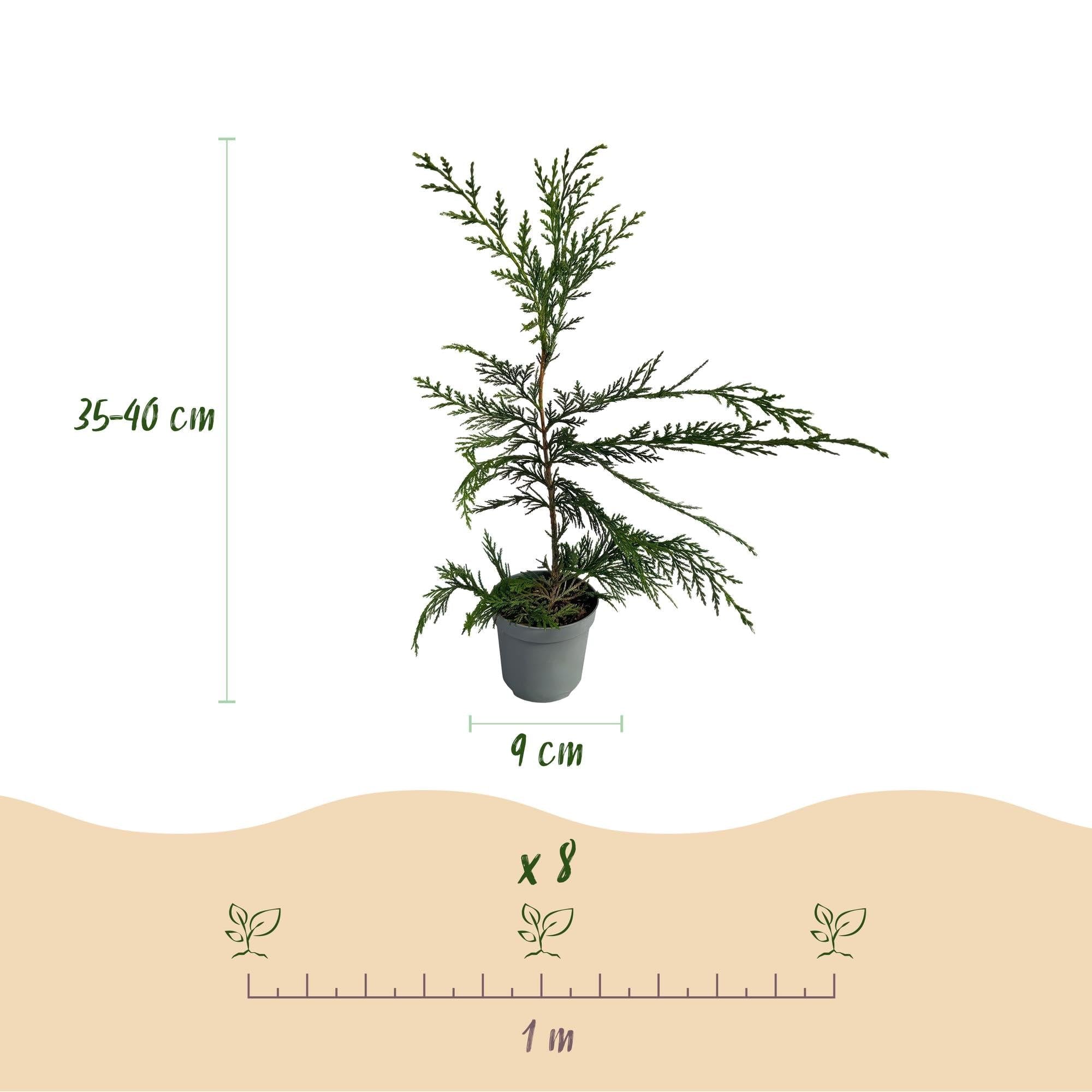 Leyland cyprys Cupressocyparis leylandii – wiecznie zielona roślina żywopłotowa – 8 roślin – 1 m – 9 cm wysokości 35-40 cm – szybko rośnie i jest łatwa w pielęgnacji