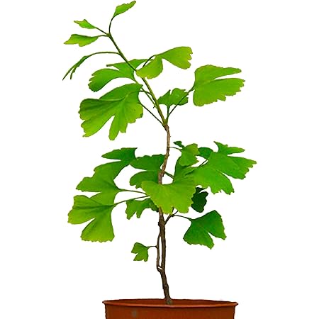 Seedeo® Ginkgo (Ginkgo biloba) Pflanze 2,5 Jahre