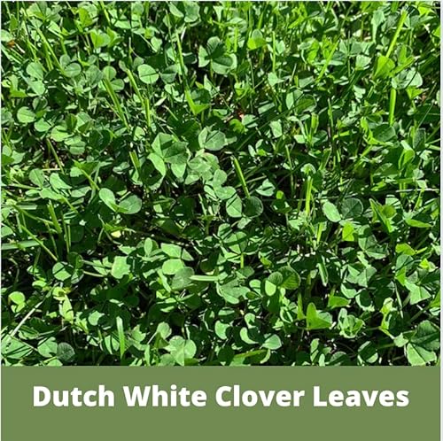 Dutch White Clover Seed 1000 Sqft - Flawn Seed Flowering Lawn, Kid, Pet, Pollinator & Eco-Friendly Grass Alternative - Easy To Use & Cost Effective… #TOP1