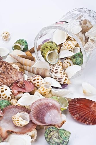 Miniatura 5 de 80  85 piezas de conchas marinas mixtas de playa para fiesta temática de playa, decoración de boda, manualidades, fabricación de velas, relleno de
