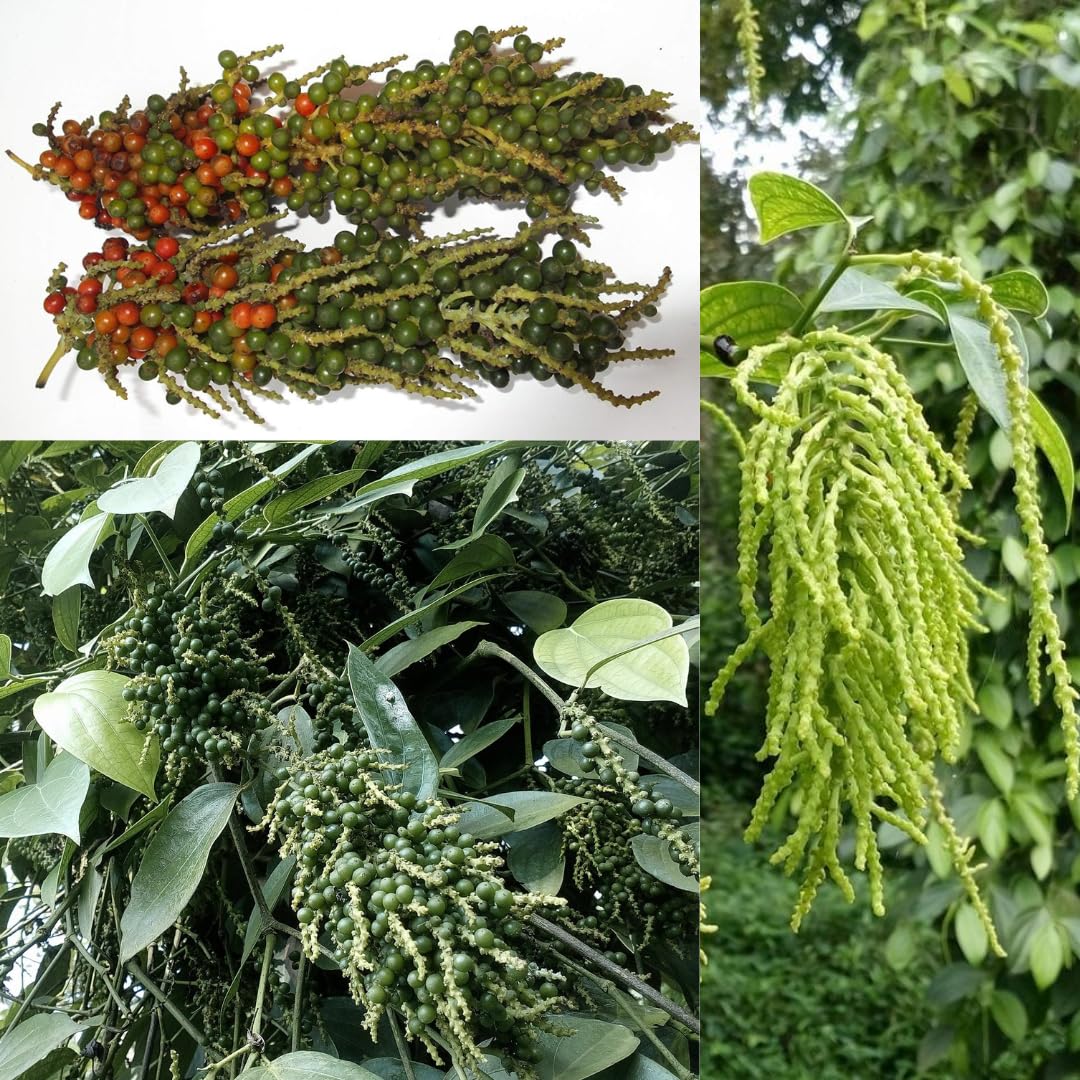 M-Tech Gardens Blackpepper Plant (Thekken Bunch Pepper, Hybrid) Exotic 1 Live Spice Plant (B0D8JSCSWB) Amazon Price History, Amazon Price Tracker