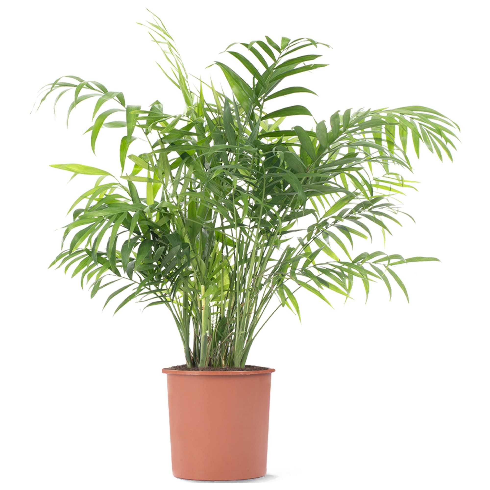 Parlour Palm Evergreen Indoor Houseplant | Tall Air Purifier for Home | Chamaedorea Elegans in Pot | 70-80cm (Incl. Pot)