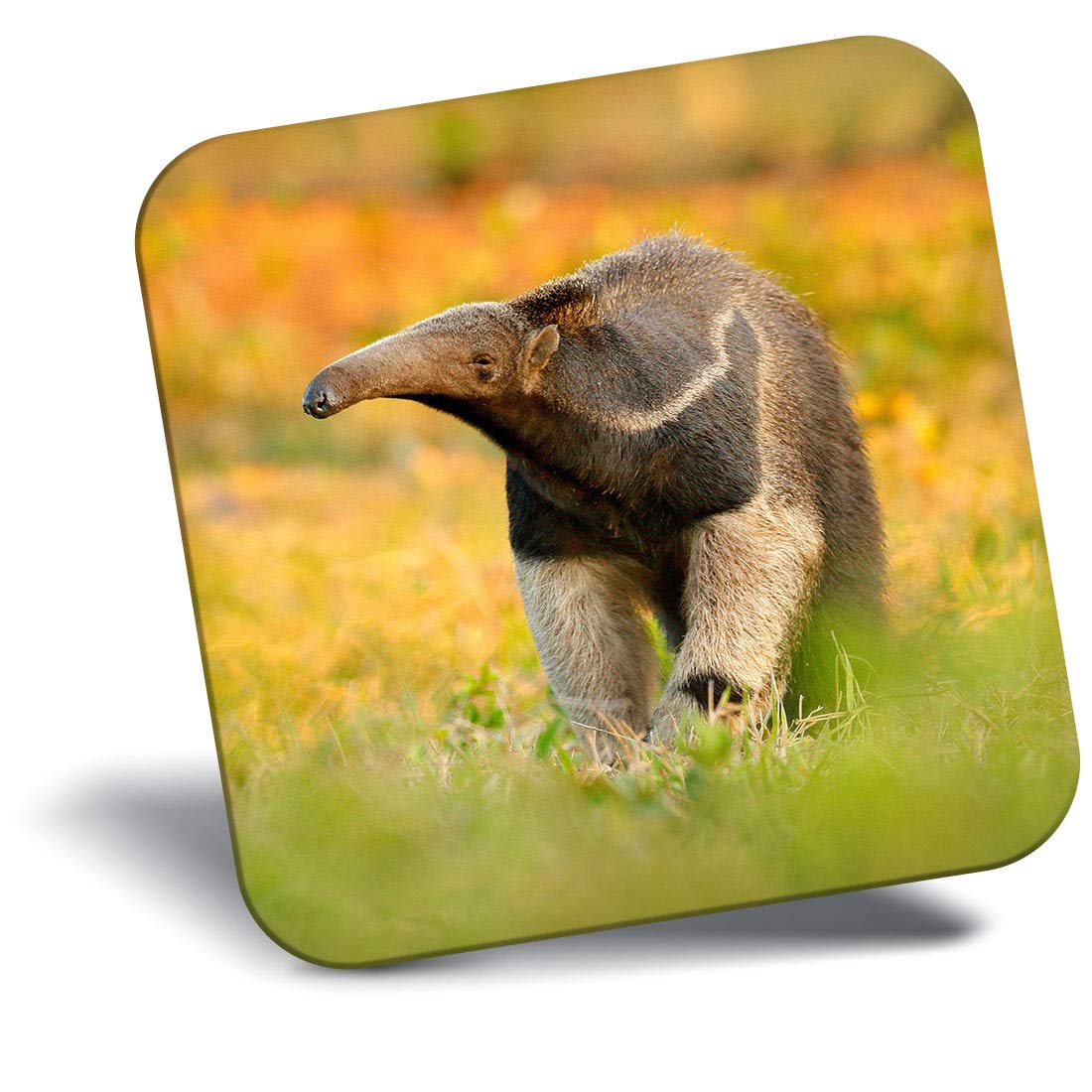 Destination Vinyl Ltd Fridge Magnet - Wild Anteater Animal 14664