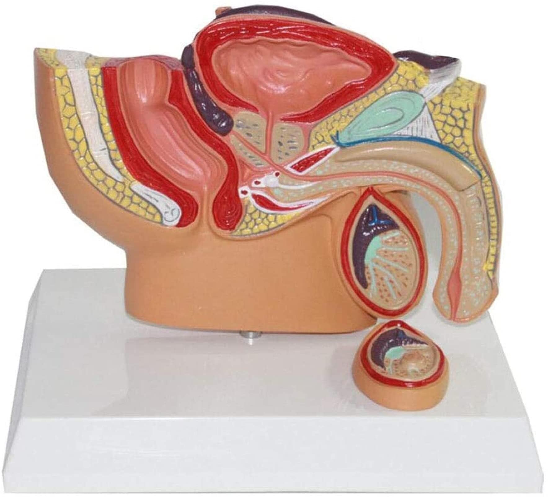 Anatomie de la prostate masculine, modèle d'enseignement scientifique populaire, médical, matériel pédagogique