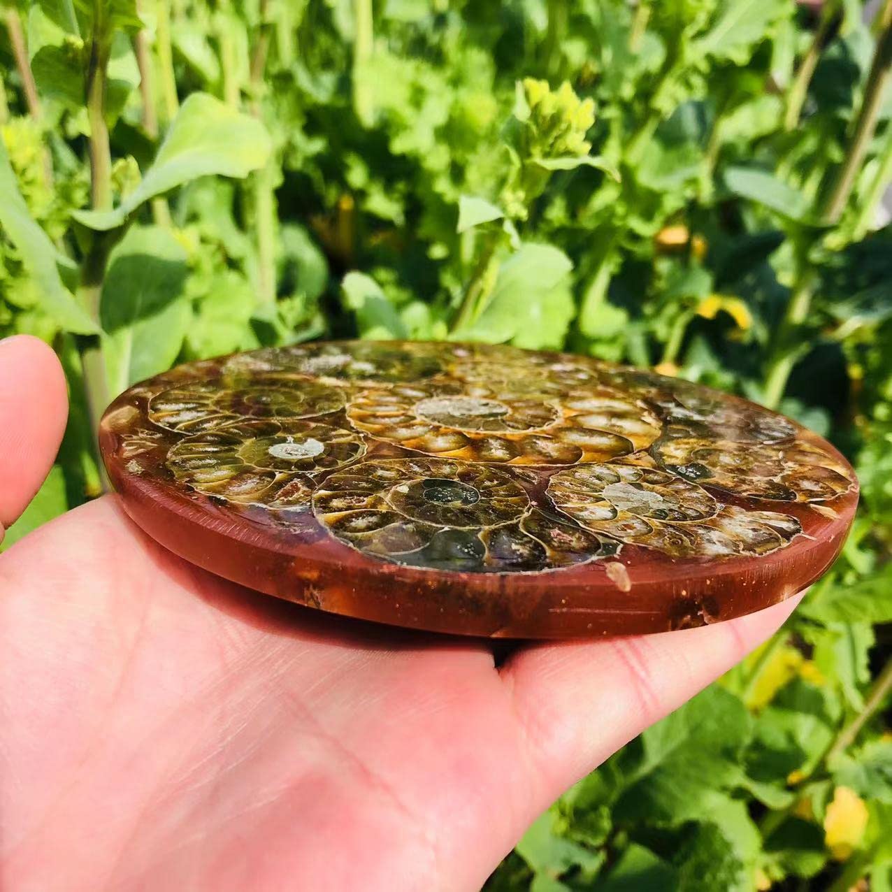 Home Kolekcje Okrągły Naturalny Kwarc Amonitowy Płyta Kryształowa Muszla Plasterek 11 cm-12 cm do kamienia 1 szt