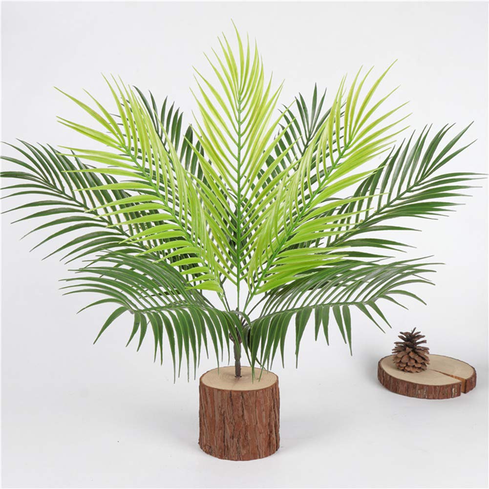 kentia-palme kaufen Kentiapalme | kaufen main image 1