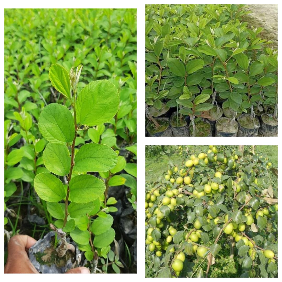 Live Apple Ber Thailand Variety Fruit Known As The Indian Jujube Hybrid Grafted Plant Comes In A Pot All Time Fruit (B0D9WKLV48) Amazon Price History, Amazon Price Tracker
