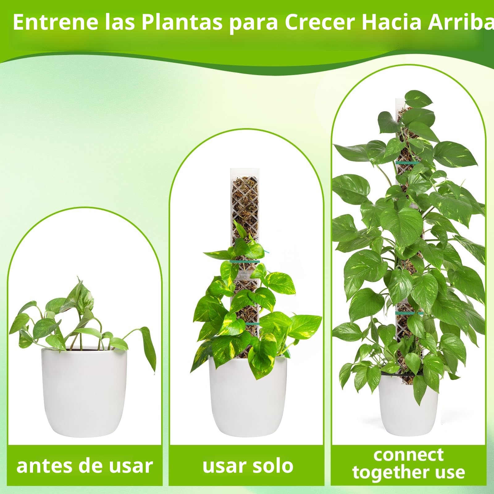 Varillas de Musgo, 4 Piezas 35cm (Tutores para Plantas + Inserción en Tierra) + 150 g Musgo Sphagnum, Tutor Musgo, Postes de Musgo de Plástico, para Plantación de Jardín, Hiedra, Monstera, Pothos