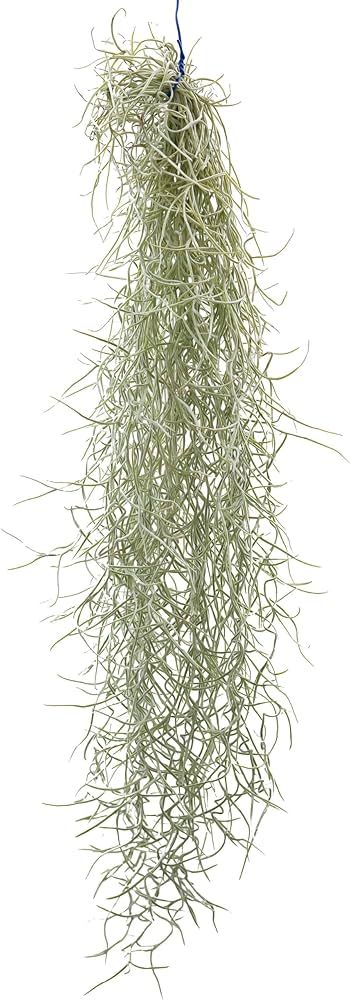 エアープランツ　チランジア　ウスネオイデス　大束6つ　スパニッシュモス Amazon｜太葉の丈夫なウスネオイデス スパニッシュモス 60cm エア