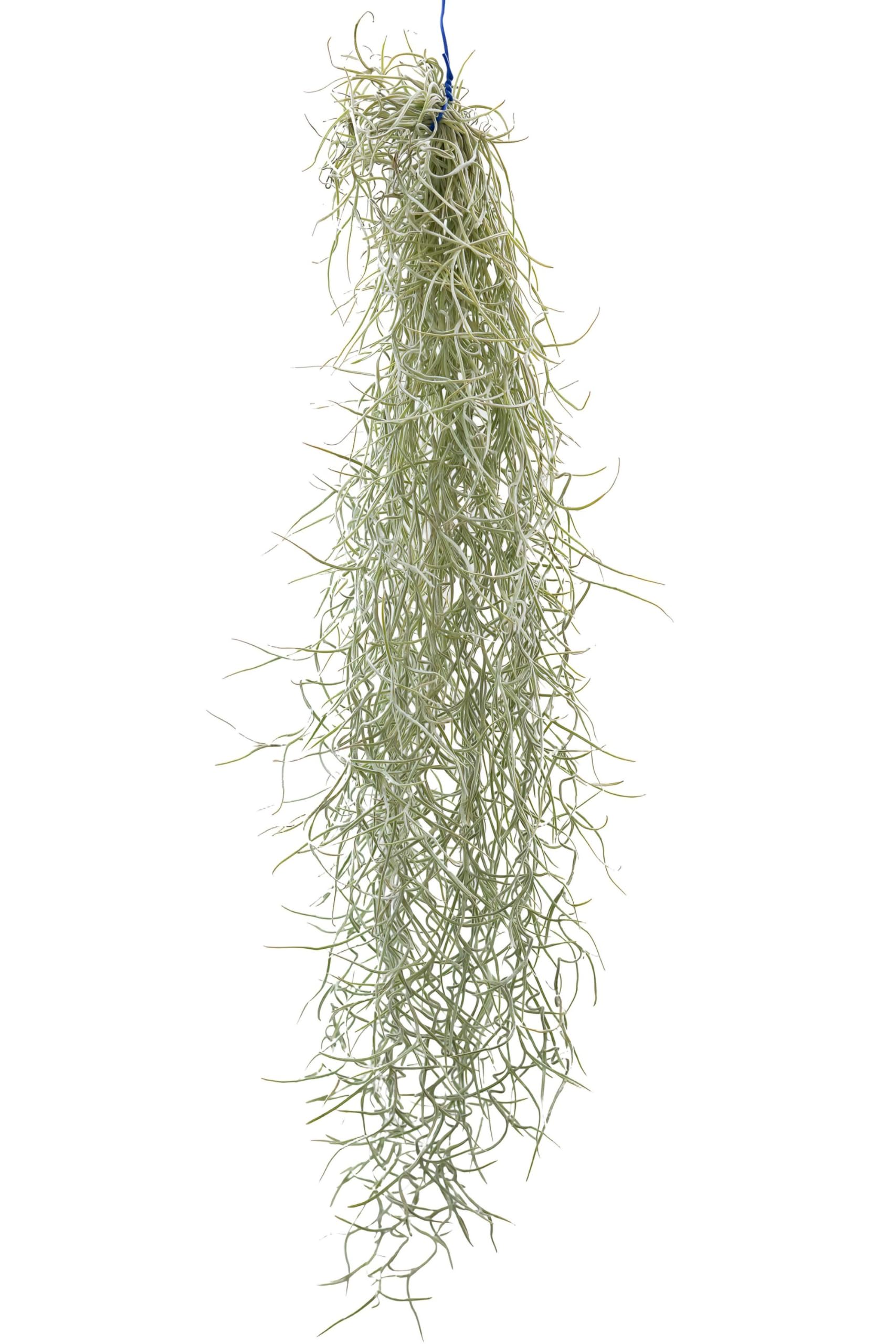 Amazon｜太葉の丈夫なウスネオイデス スパニッシュモス 60cm エア