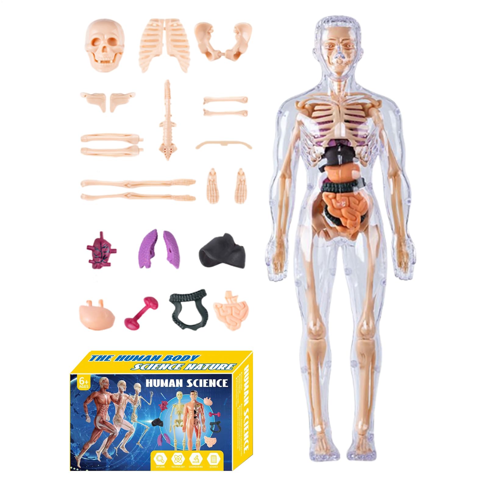 Maqueta De Anatomía Humana 3D Para Niños - Modelo Desmontable, órganos Y Huesos, Educativo Para Casa Y Escuela