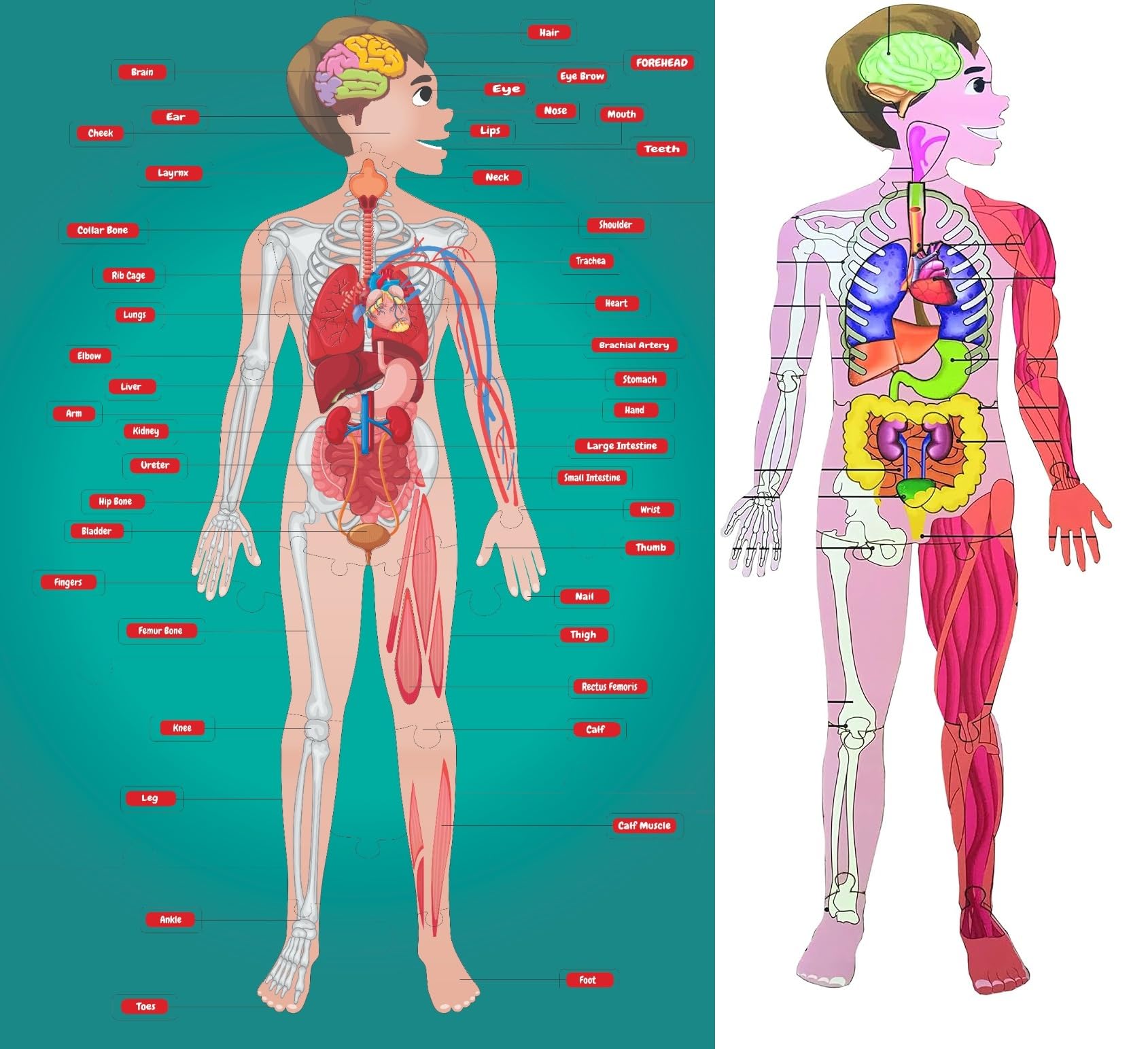 See full amazon price history chart for Coogam Human Body Parts Puzzle for Kids Anatomy Body Part Learn about Organs Best Birthday for Boys Girls 5-6-8-10-12 Years Educational Science Toy 3D Human Body Parts Puzzles Upgraded Human Body Kit Coogam Human Body Parts Puzzle for Kids Anatomy Body Part Learn about Organs Best Birthday for Boys Girls 5-6-8-10-12 Years Educational Science Toy 3D Human Body Parts Puzzles Upgraded Human Body Kit (B0D7P8768W) Amazon Price History, Amazon Price Tracker