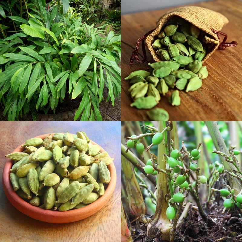 Live Cardamom Plant | Elaichi Tree Hybrid Masala Plants | Grows in All Climates | Pack Of 1