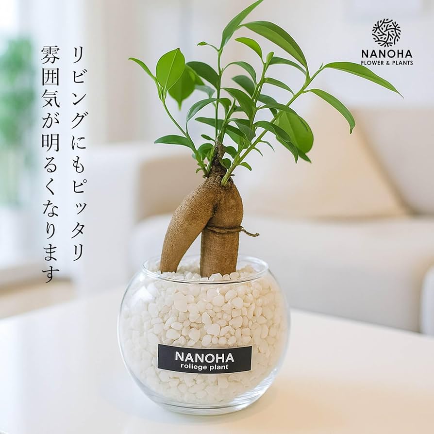 Amazon｜ガジュマル 白砂利 ガラスボール 土を使わず衛生的 観葉