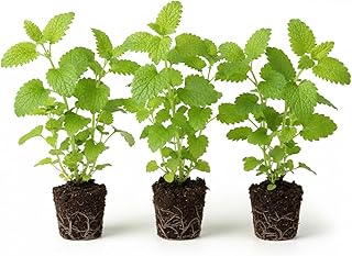 Pack 3 Lemon Balm Live Plants, 3-6