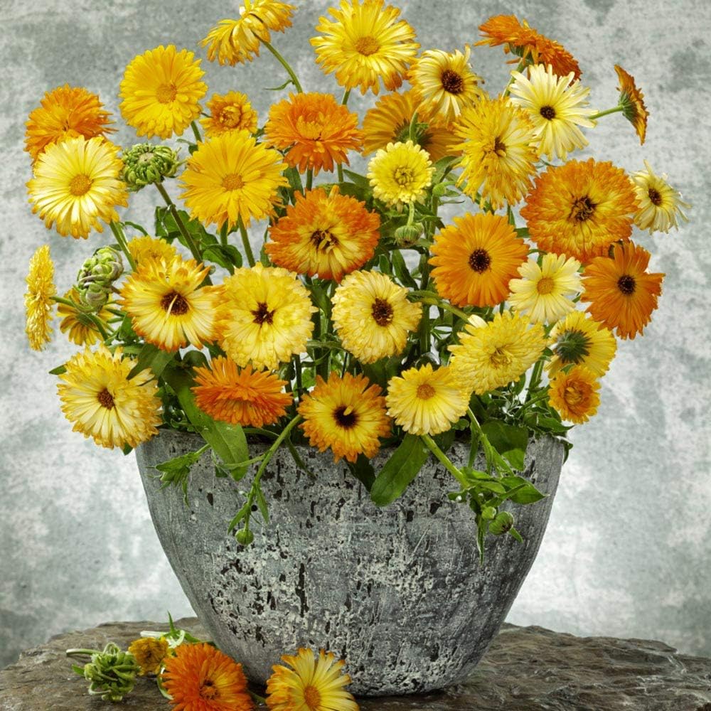 Outsidepride Mix Calendula Seeds - 1 lb. Annual Edible Flower Seeds for Planting for Dishes & Wellness Uses, with Vibrant Blooms for Cut Flower, Container, & Pollinator Gardens