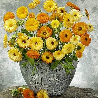 Sponsored Ad - Outsidepride Calendula Flower Seed Mix - 0.25 LB