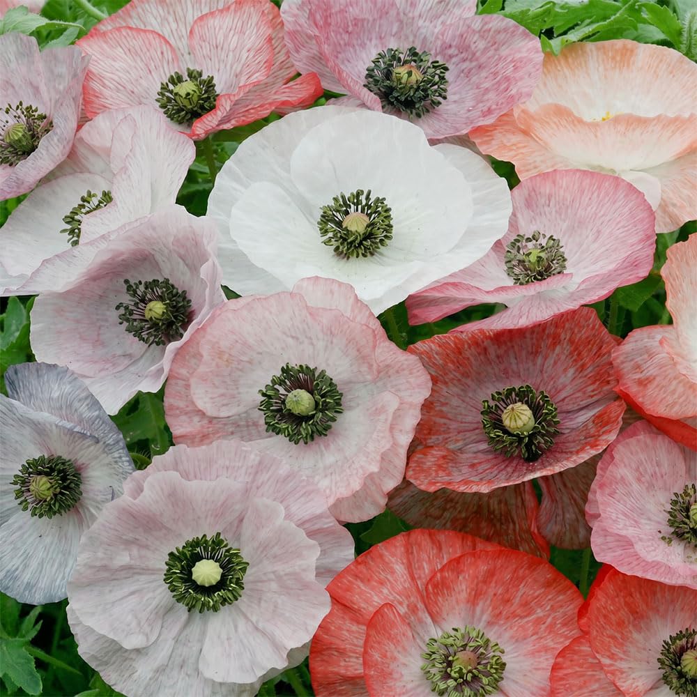 Poppy Somniferum White Swan Seeds – Double White Frilly Poppy Flowers – Hardy Annual Cottage Flower – for Your Beautiful Garden
