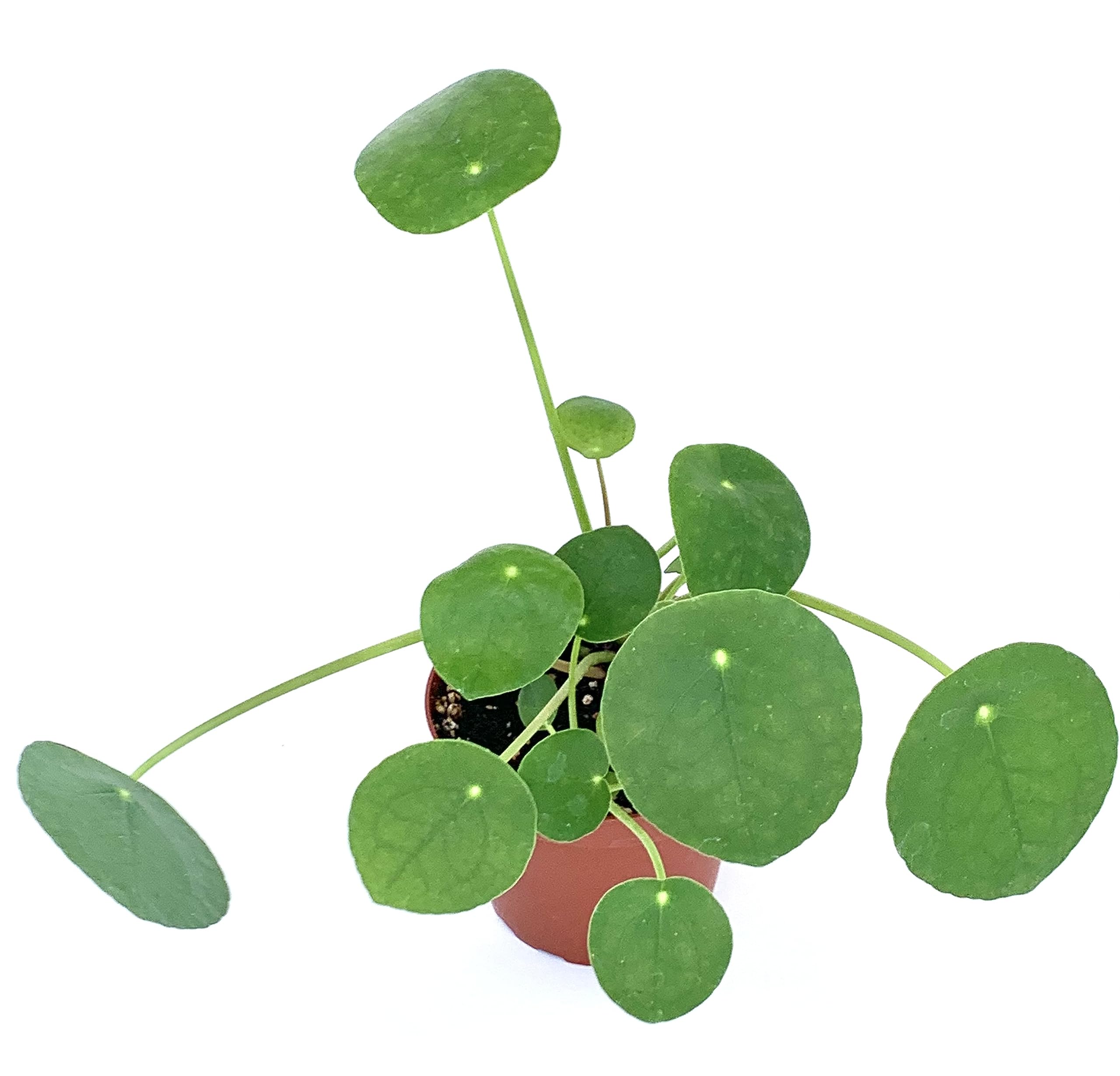 Amazon.com : Chinese Money Plant Pilea Pepermomioides Live Potted  Houseplant : Patio, Lawn & Garden