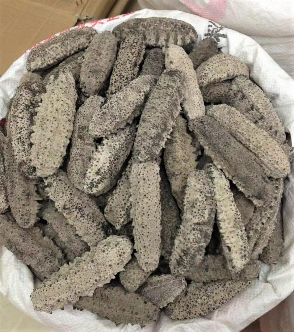 ERLIN 1LB Sun Dried Sea Cucumber BADIONOTUS medium size