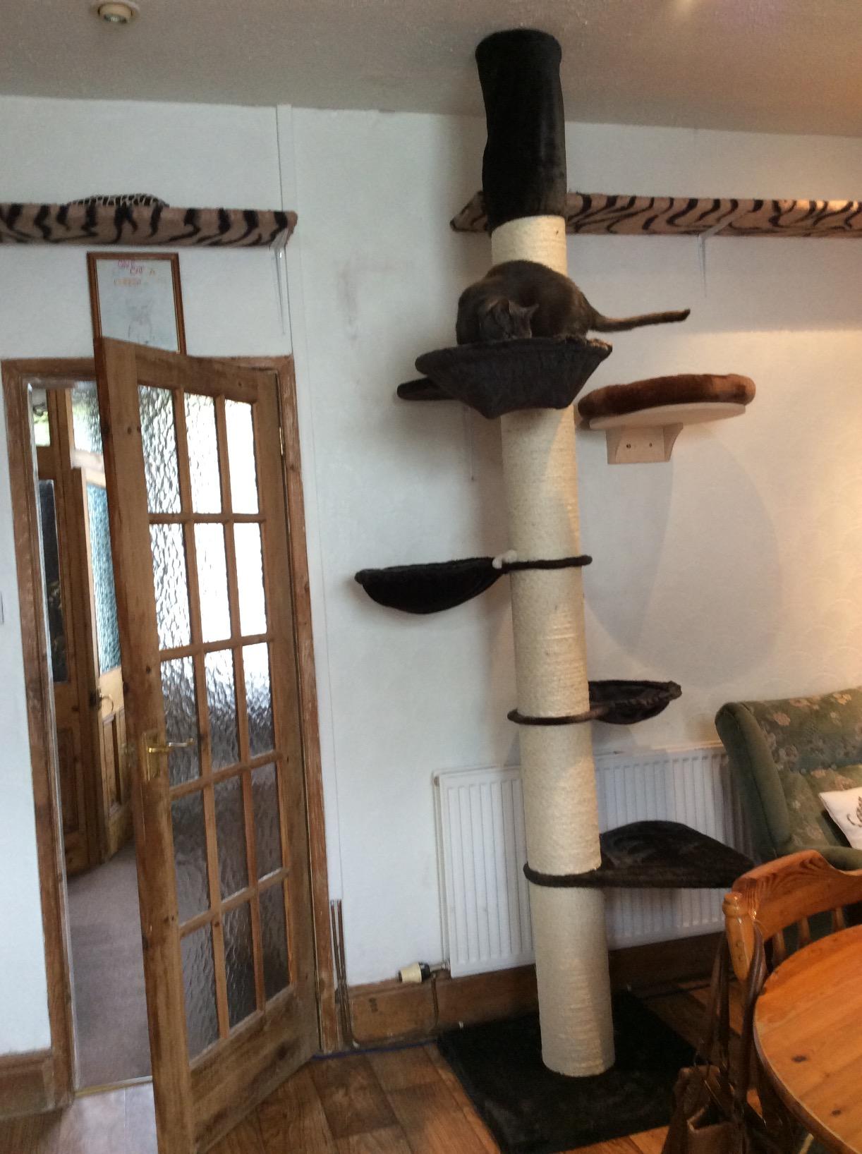 RHRQuality Cat tree for large cats Maine Coon Tower PLUS Dark Grey floor to ceiling height XXL