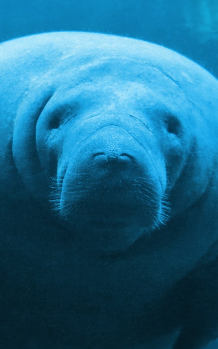 Manatee Lined Notebook - 120 Page, 5x8, Cute Journal Gift for Manatee Lovers