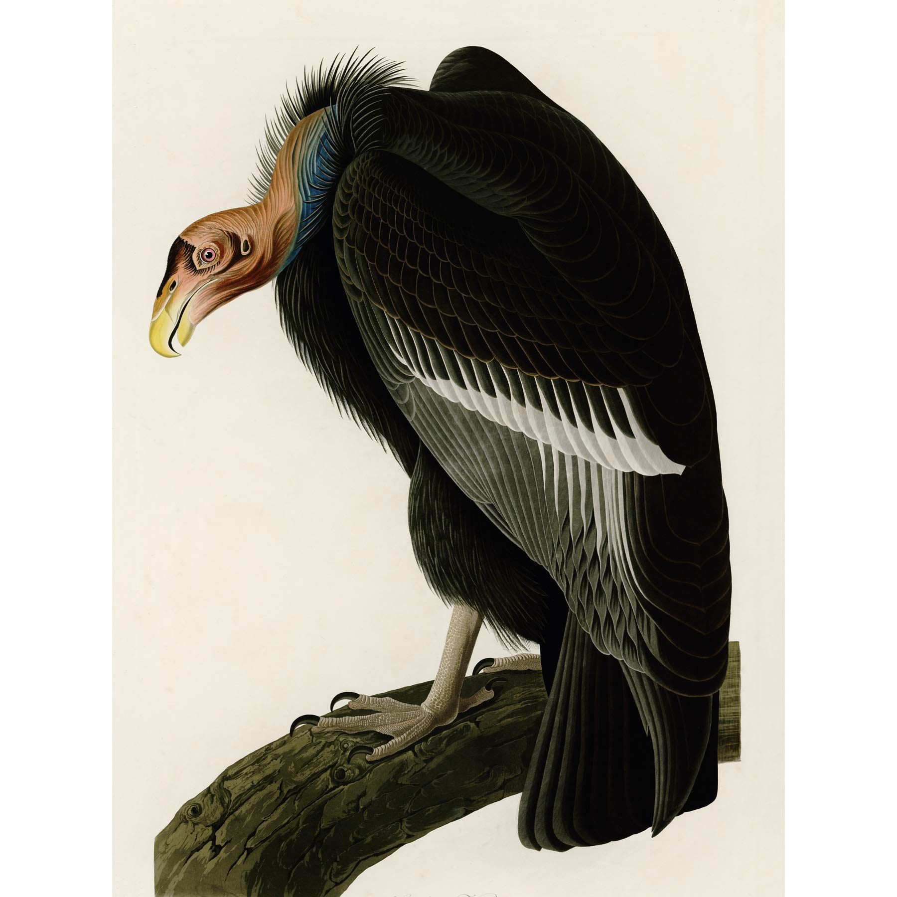 Artery8 Audubon Birds America Californian Vulture Extra Large XL Wall Art Poster Print