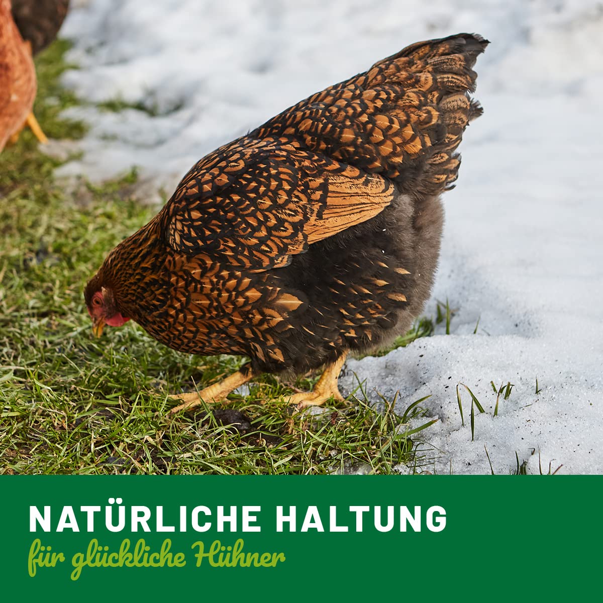 HÜHNER Land Inverno Bronchi Liquid 20 ml per polli I Supporto delle vie respiratorie, per raffreddore di pollo e raffreddore per il pollo I per migliorare naturalmente l'assorbimento del cibo