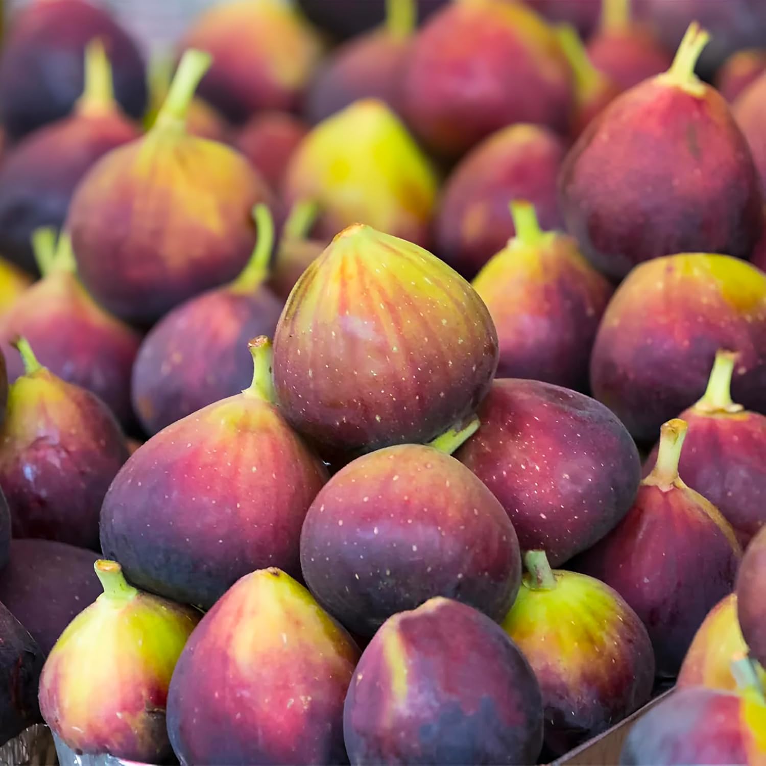 Chicago Cold Hardy Fig Tree Live Plant – Fast Growing, Cold Hardy Fruit Tree for Outdoor Planting – Chicago Cold Hardy Fig for Home Garden, Patio & Orchard (1 Gallon/Potted/Single Plant)