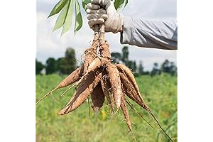 CHUXAY GARDEN Cassava Seed 10 Seeds Manihot Esculenta Manioc Plant Edible Food...