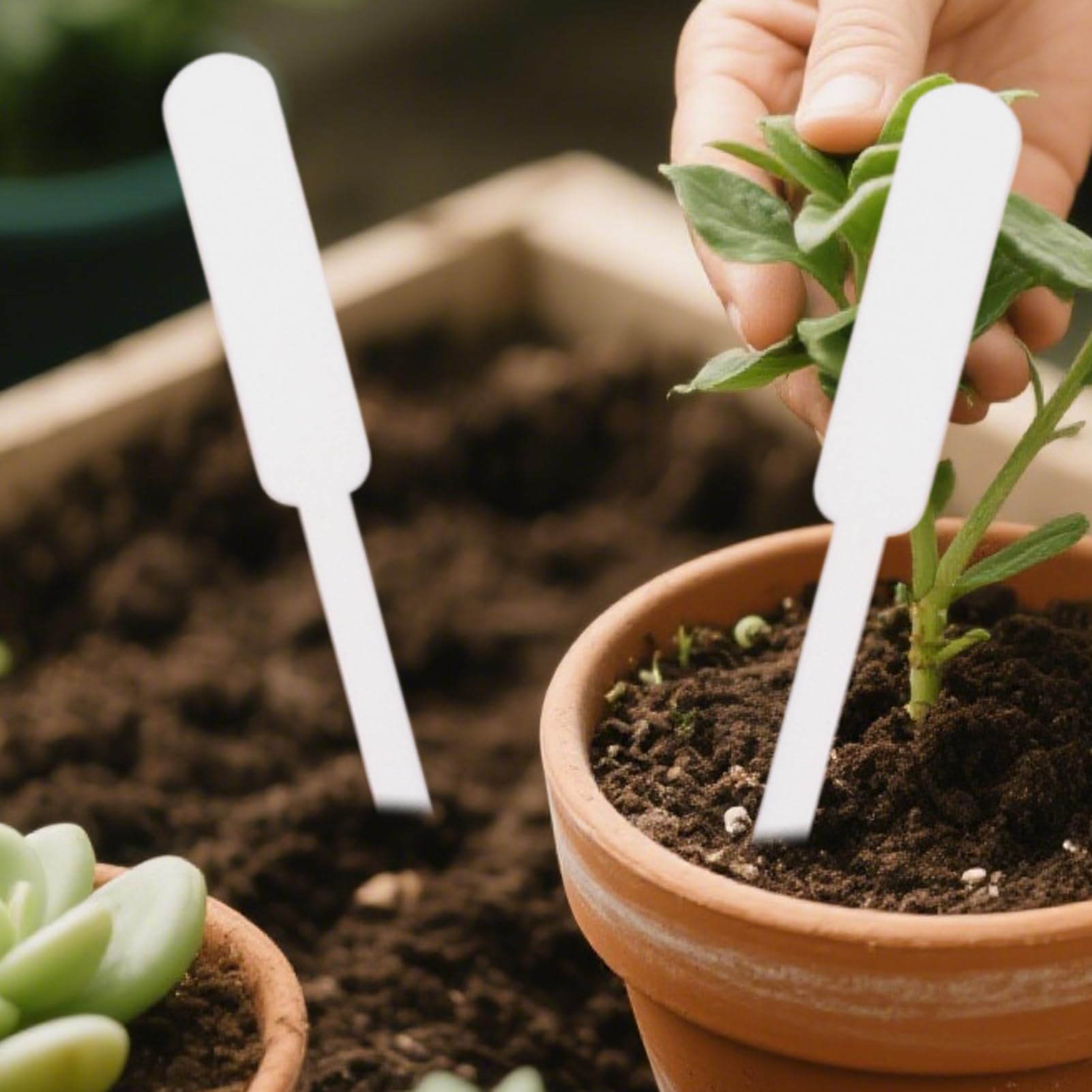 Étiquettes De Jardin Blanches Imperméables - Lot De 100 Marqueurs Pour Plantes - Taille 5x1 Cm - En PP Résistant