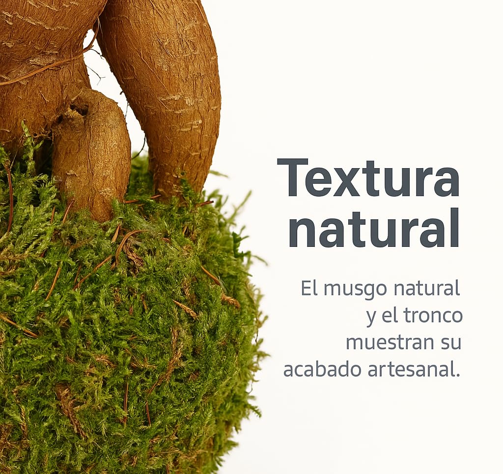 Kokedama De Ficus Ginseng De 10 Cm, Bonsái Sin Maceta Con Musgo Natural, Estilo Japonés Zen, Planta De Interior De Bajo Mantenimiento, Ideal Para Regalo