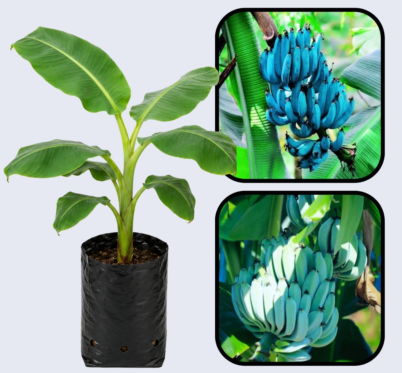 Blue Java Banana Plant for Home Gardening, Ice Cream Banana Variety, Sweet Fruit Plant for Orchard and Farm Cultivation_CF_TIT02-image-35